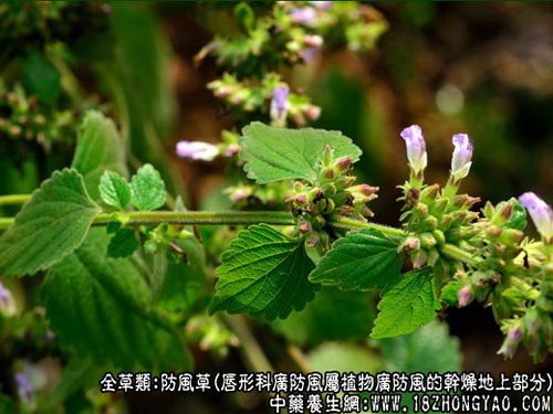 防风草的功效与作用-古中药养生网