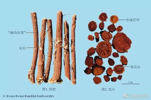 葛根 甘草:甘草
