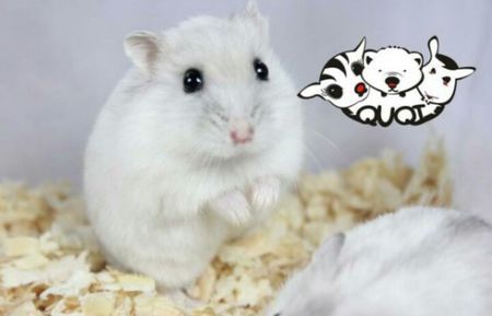 银狐仓鼠图片越多越好