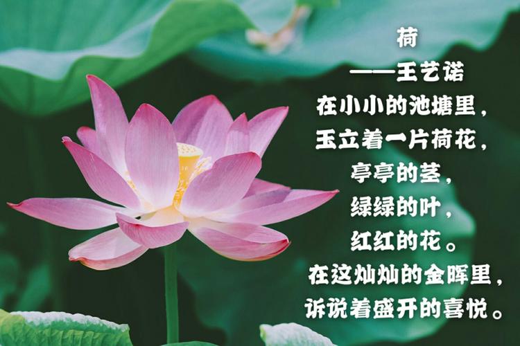 繁星浪花中泰中心小学405班短诗集二――诗歌让我们用明亮的眼睛看