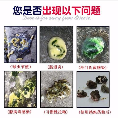 鸽魁鸽子中药粉秘方肉鸽饲料肠道粉毛滴虫水绿便呼吸道球虫鸽子药
