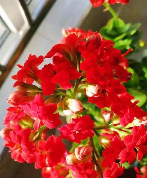 寓意美好的长寿花