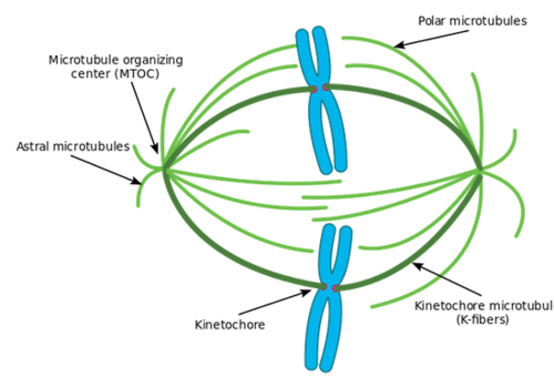 上图绿色部分就是纺锤体了(图源:wikipedia)