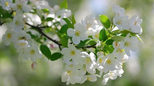 梨花,盛开,树枝,梨花特写桌面壁纸
