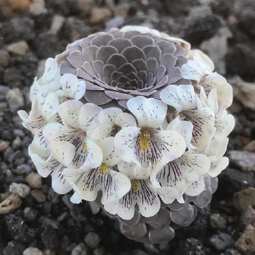 我扑捉到的奇花异草,让我们一起见证