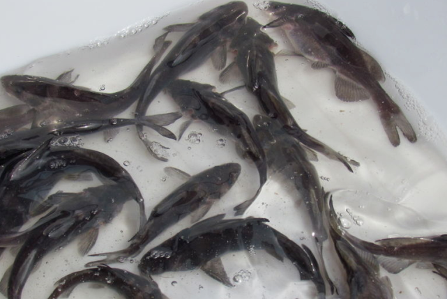 不同的地方,鮰鱼有不同的叫法,上海称"鮰老鼠",四川名"江团",贵州则唤