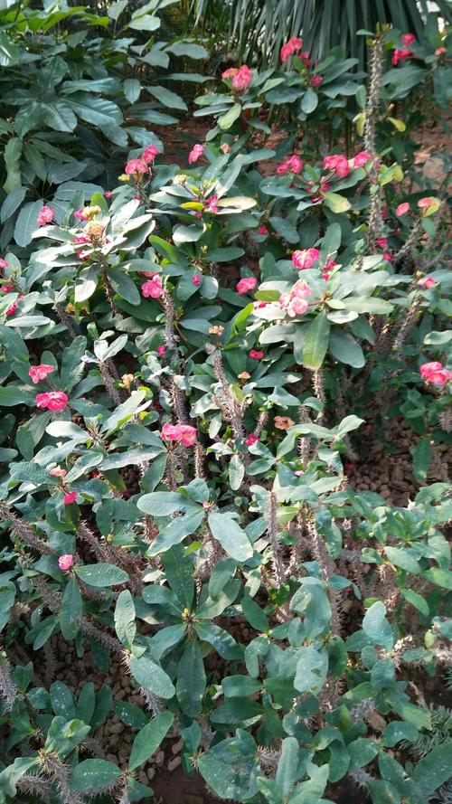 寒风刺骨人守舍,这边绿意却正浓.