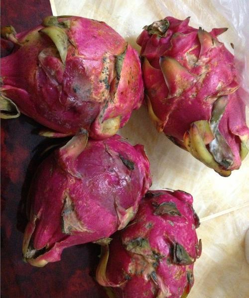 火龙果腐烂病图片