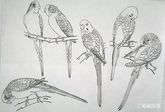 【国画教程】鹦鹉画法