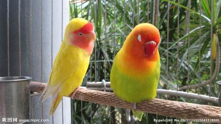 黄头牡丹鹦鹉多少钱一只?谁知道啊?拜托赐教一下啊!就