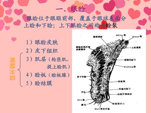 二,眼附属器的解剖资料.ppt 156页