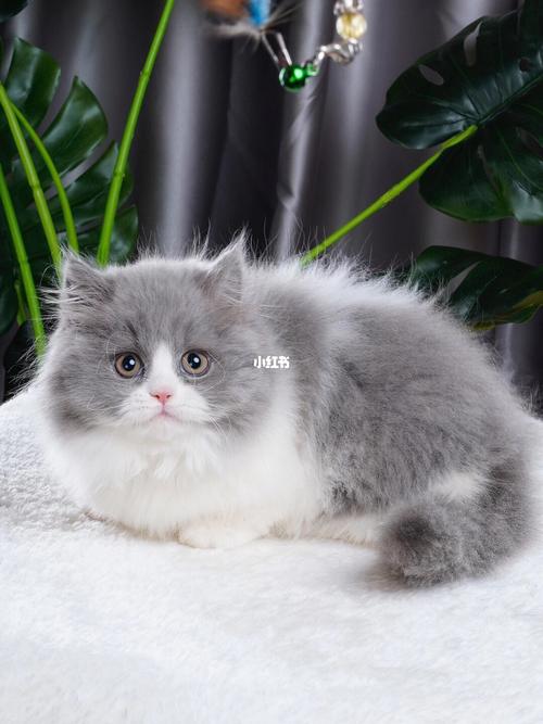 95拿破仑蓝白矮脚,弟弟_宠物_铲屎官_猫咪_我家宠物