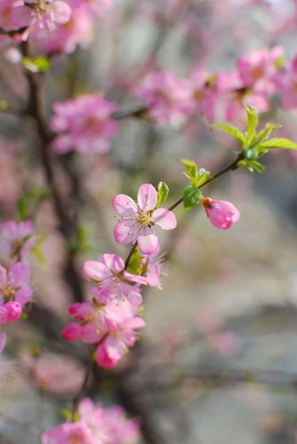 桃李杏,梅梨樱,姹紫嫣红如何分清?