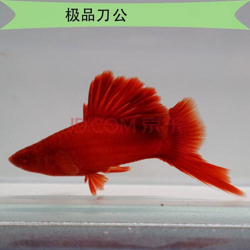 红箭鱼红剑鱼活体热带观赏鱼淡水鱼小型高帆菊花帆红箭鱼刀工宠物刀公