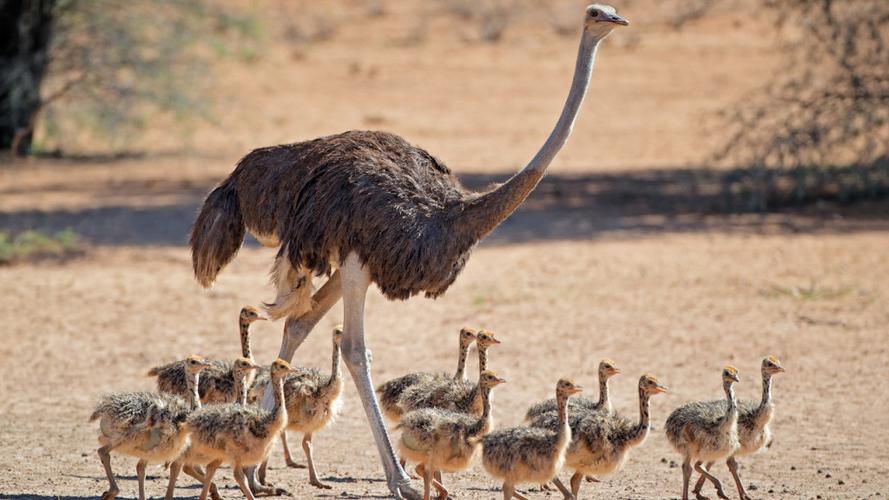 鸸鹋和鸵鸟的区别