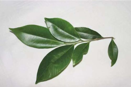 白木香叶子实拍图一