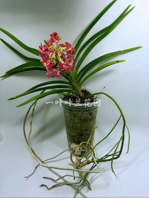 精品洋兰红色风兰开花浓香庭院阳台美观花卉花卉