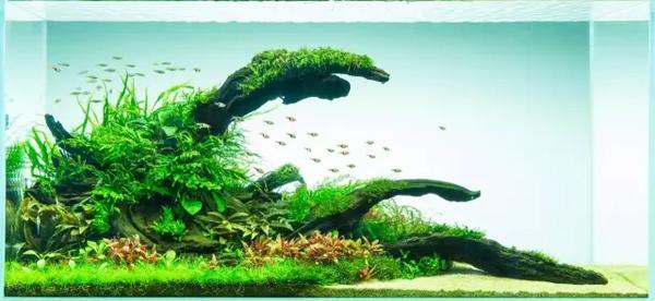 【转载】关于水草缸的日常管理