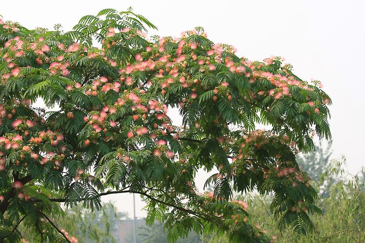 合欢花开六月初