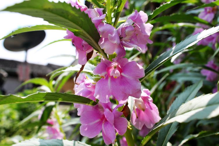 农村常开的野花,鱼刺卡喉有它不用愁