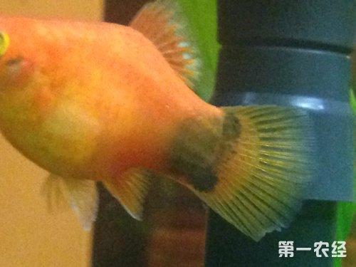 米奇鱼的母鱼胎斑图片