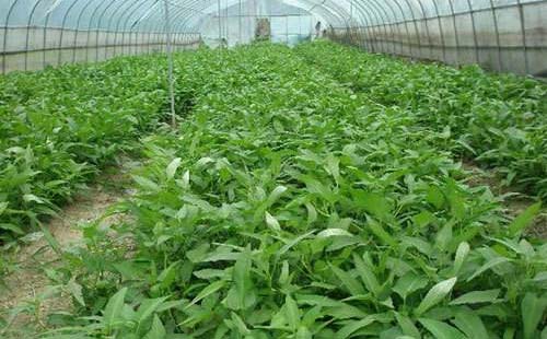 空心菜用什么肥好空心菜如何施肥