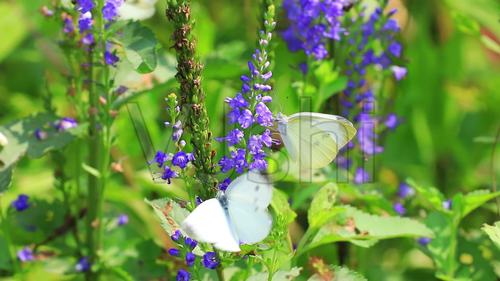 鲜花 盛开 花丛中 菜粉蝶 蝴蝶 随风 飞舞