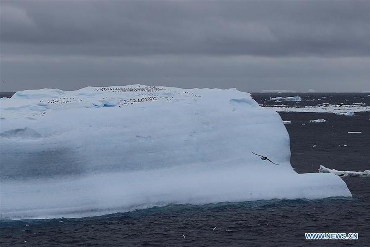 sea birds perch on   huge iceberg in the southern ocean on dec