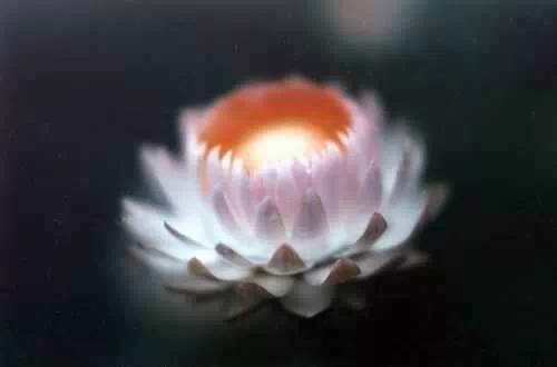 6. 台湾近代高僧 广钦老和尚圆寂往生时,显现在空中的妙莲.