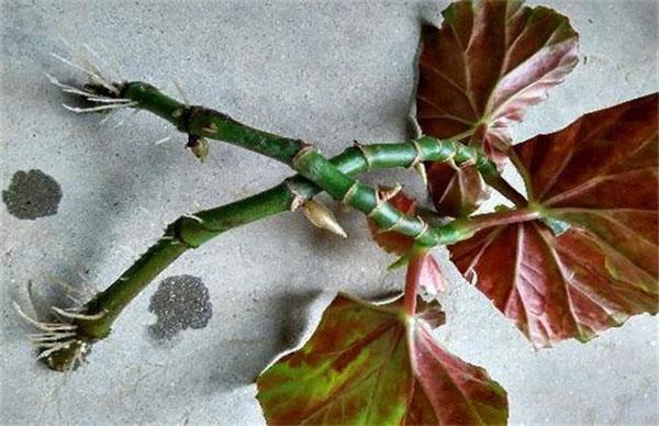 海棠花可以水扦插吗海棠花扦插方法介绍