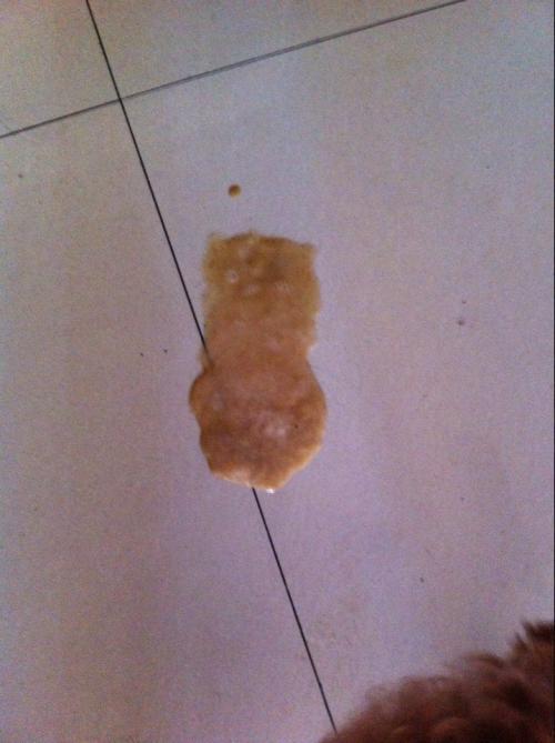 狗狗拉稀怎么治疗方法