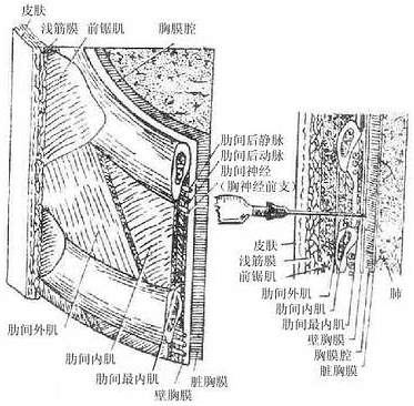 图7-4 肋间神经,血 