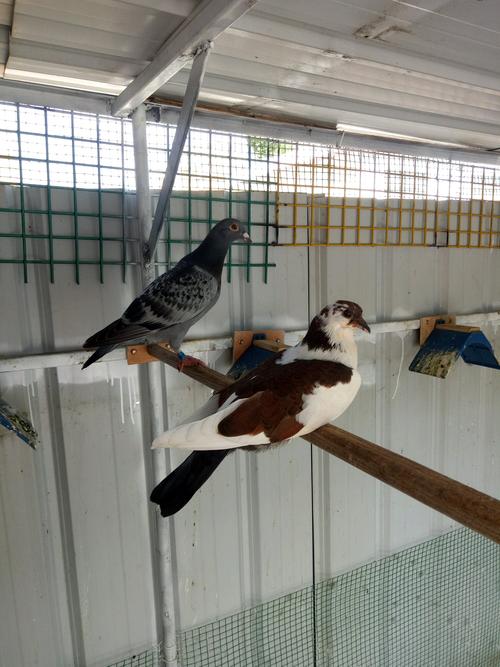 大神们都是怎么防治羽虱