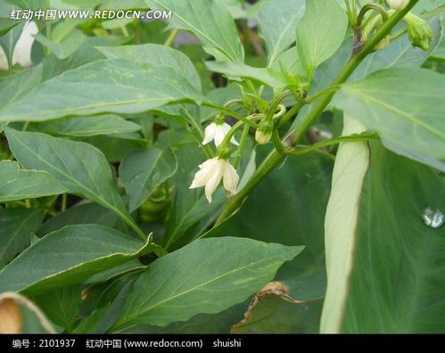 辣椒花