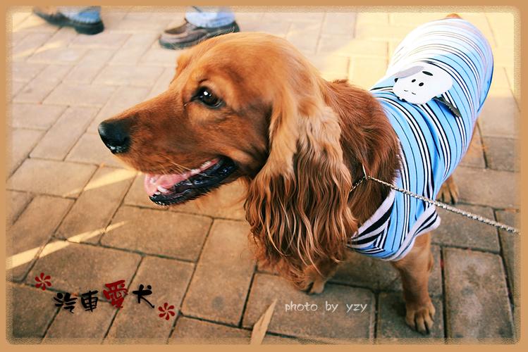 标题:"汽车爱犬"外拍