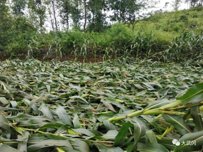 狂风暴雨把武冈大路坪很多的玉米都吹倒在地,还有老人