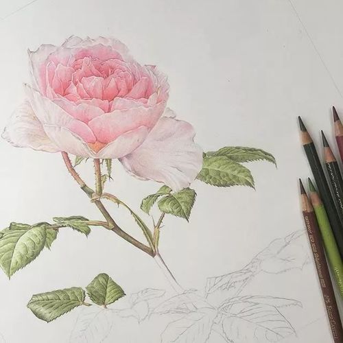 彩铅花卉合集建议收藏临摹