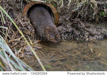 water vole ( arvicola amphibius)looking out of a