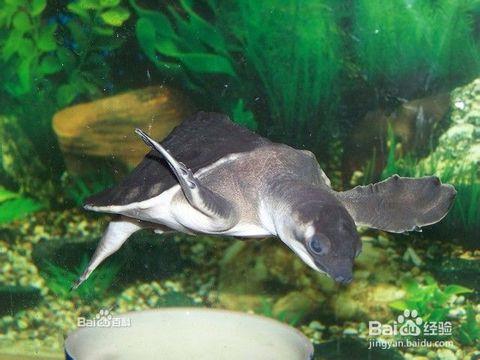 什么龟可以和鱼混养:猪鼻龟的饲养方法