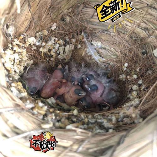 送鸟观赏鸟幼珍珠鸟繁殖白文鸟宠物鸟手玩鸟活体鸟