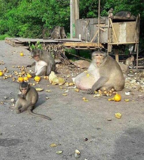 超萌的搞笑宠物图片合集,笑