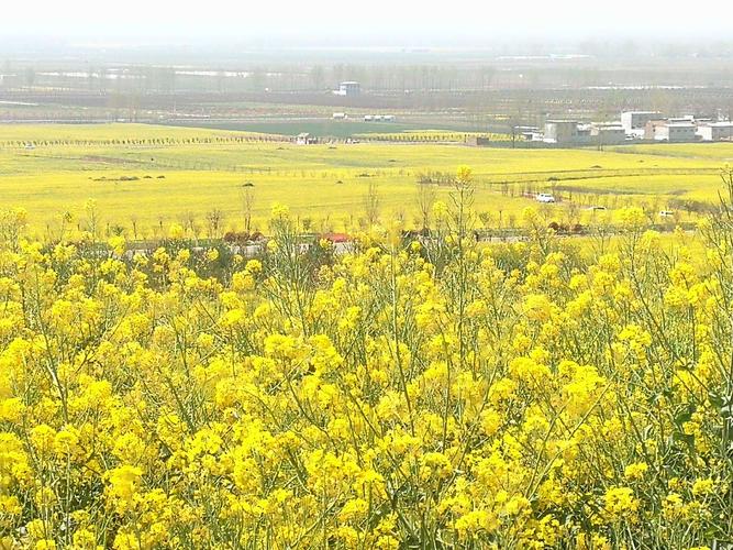 许昌襄城首山的油菜花
