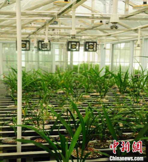 目前已建成一期兰棚1000平方米,共有兰花2万余盆,品种300余种,计划5年