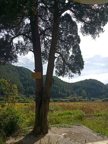 徒步到山脚,看见一棵180年的柏枝树,年龄不小嘞