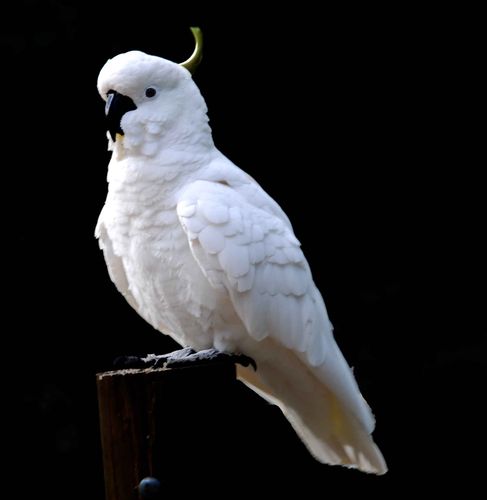 澳洲白鹦鹉