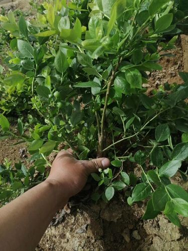 快报新乡休伦蓝莓苗批发