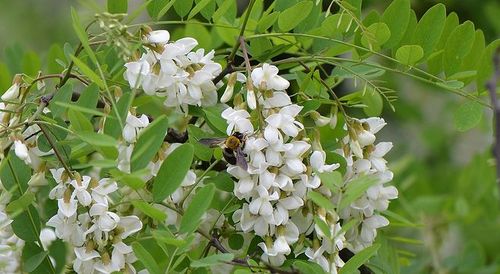 花卉- 槐花特写第4辑(白色) (3)