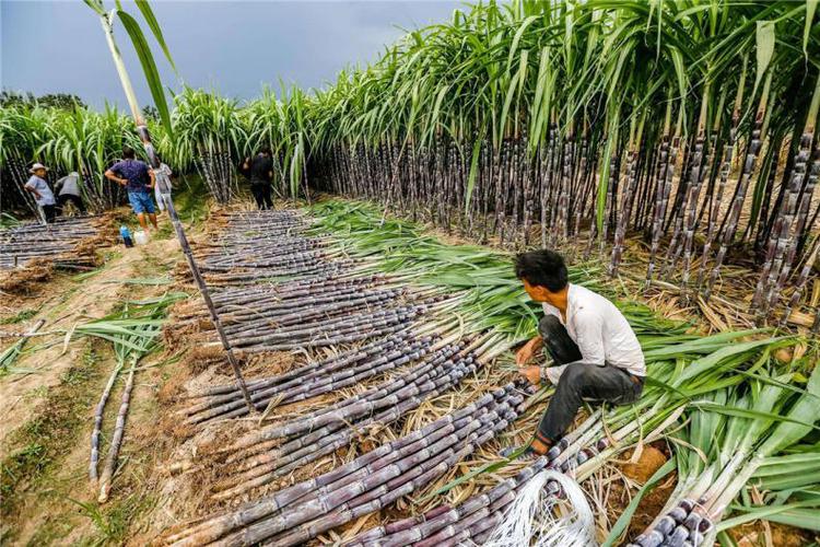 种植甘蔗有前景,要想实现预期收益目标,这几方面须做好