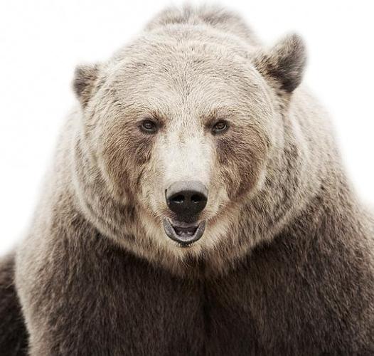 gee的相册-动物正面免冠证件照