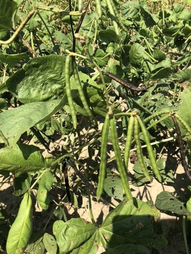 探索植物的奥秘-绿豆篇 写美篇 10月25日 第14天,这几天绿豆苗生长